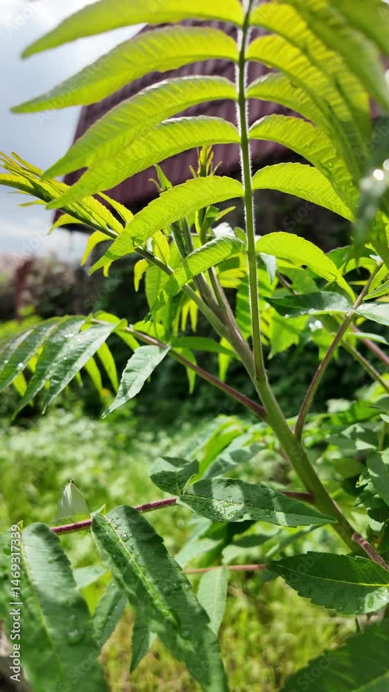 young green leaves slow motion video. acacia leaves. green leaves in spring against the sky. large raindrops on tree branches.