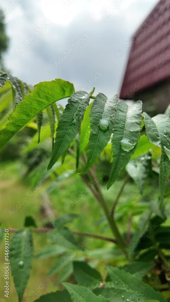 young green leaves slow motion video. acacia leaves. green leaves in spring against the sky. large raindrops on tree branches.