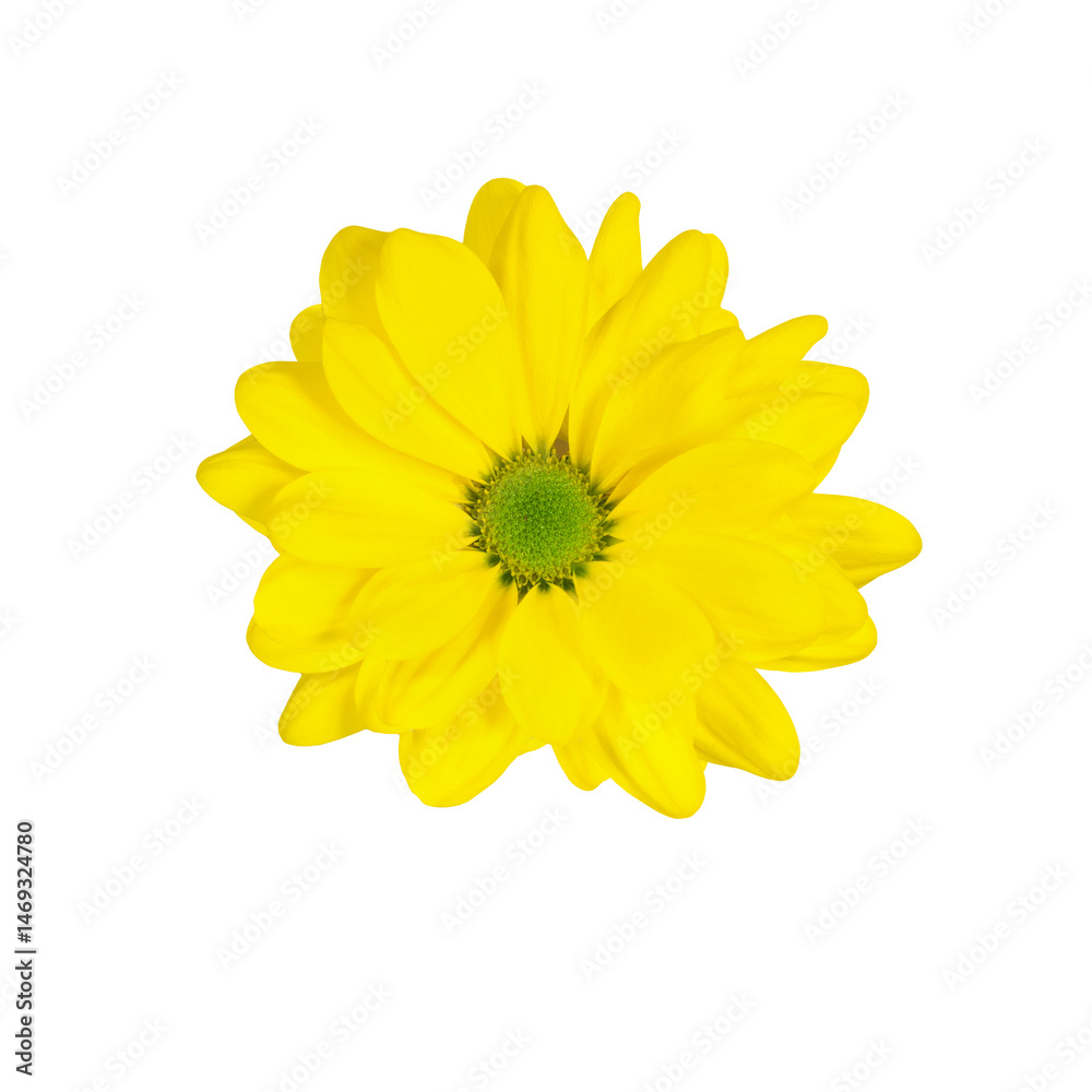 Bright yellow chrysanthemum blossom on transparent isolated background