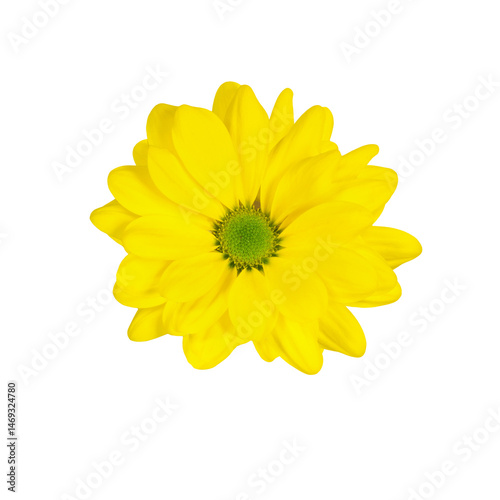 Obraz na płótnie Bright yellow chrysanthemum blossom on transparent isolated background w salonie