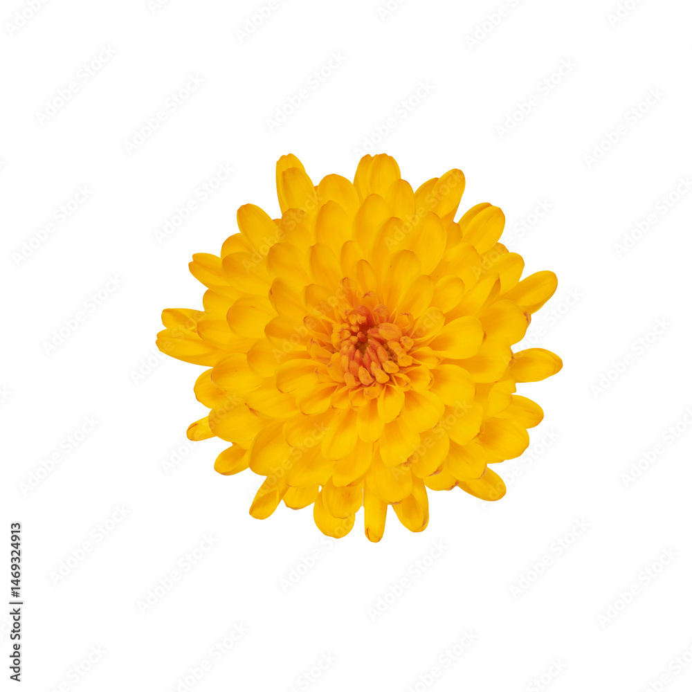 Bright yellow flower isolated on transparent background in full blossom