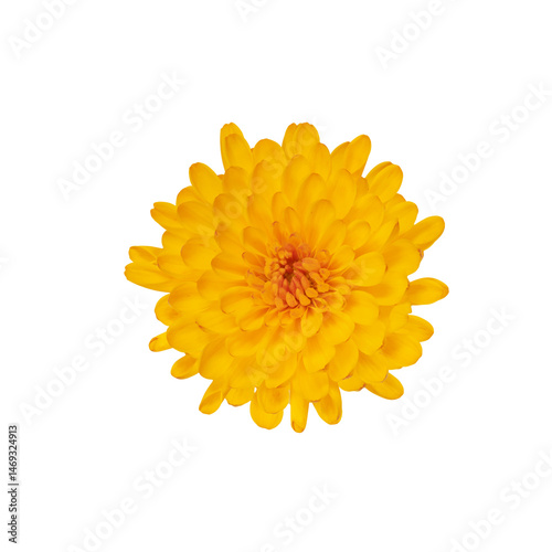Obraz na płótnie Bright yellow flower isolated on transparent background in full blossom w salonie