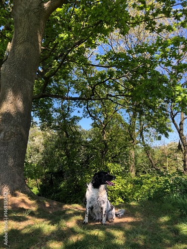 Springer Spaniel in a field on a sunny day in spring, North Yorkshire, England, United Kingdom