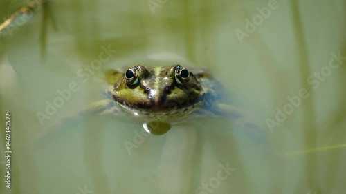 Curious amphibian floating at water surface with watchful eyes dives under water.