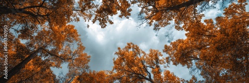 Cloudy Sky Viewed From Beneath Orange Treetops in a Serene Autumn Forest Setting Generative AI