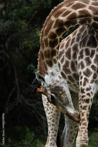 Adult giraffe bending over