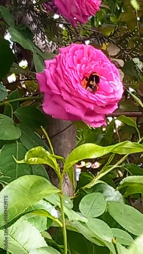 Wallpaper Mural Bombus bee in rose garden, nature video in spring Torontodigital.ca