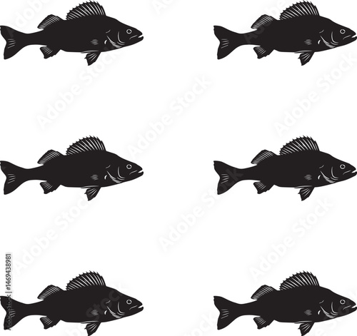 Premium vector. Silhouette perch fish on white background. 