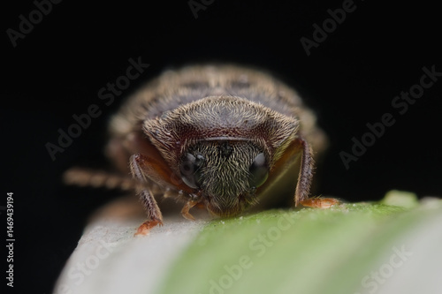 Khapra beetle on the leaveas
