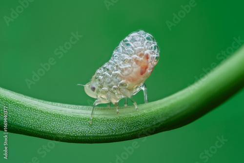 Spittle bug nymph on the leaf stem from side view