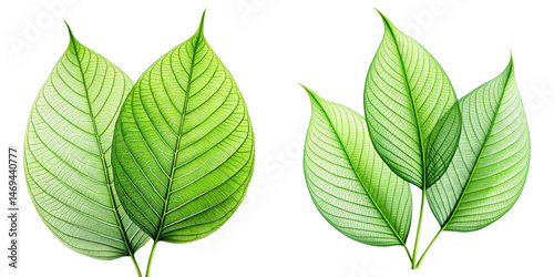 Transparent PNG of Green Tropical Leaves with Visible Veins for Botanical Designs, Nature Illustrations, and Digital Collages
