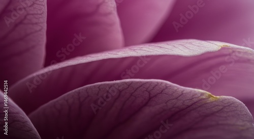 Detailed magnolia flower petal close up