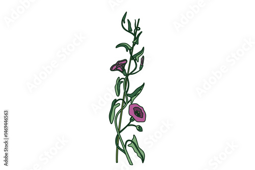 Botanical floral vertical border isolated on white background. Hand drawn bindweed plant with purple Flowers Stems green Leaves vector illustration. Graphic design element for Birthday Wedding Card