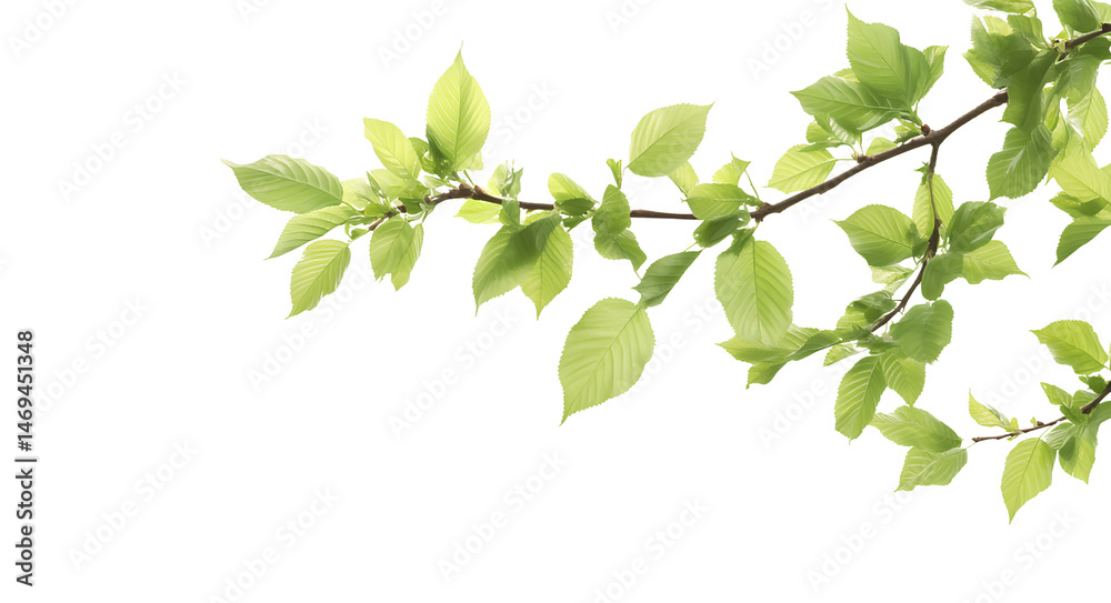 Green leaves on a branch, with a transparent background, in a PNG file format with white space for text. Green leaves on a branch, with a transparent background, in a PNG file format with white space for text.
