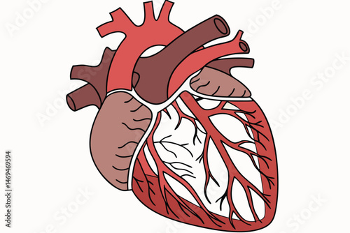 33 anatomically accurate human heart, detailed blood vessels, circulatory system, medical illustration, digital art, hyper realistic, cinematic lighting, highly detailed, photorealistic