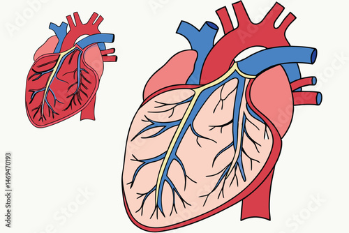 33 anatomically accurate human heart, detailed blood vessels, circulatory system, medical illustration, digital art, hyper realistic, cinematic lighting, highly detailed, photorealistic