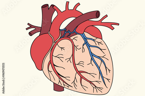 33 anatomically accurate human heart, detailed blood vessels, circulatory system, medical illustration, digital art, hyper realistic, cinematic lighting, highly detailed, photorealistic