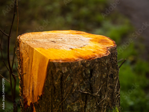 Quadro su tela A large tree stump with a brown and yellow ring
