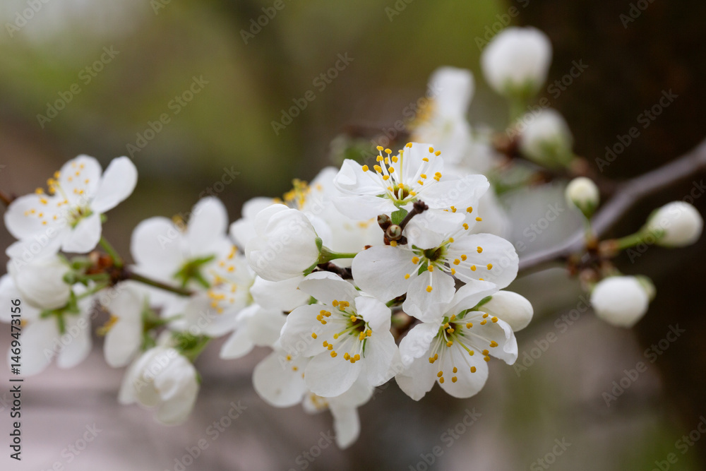 Macro White cherry blossoms on a branch in the garden, also known as cherry blossoms. Cherry blossom tree, selective focus. Macro White cherry blossoms on a branch in the garden, also known as cherry blossoms. Cherry blossom tree, selective focus.