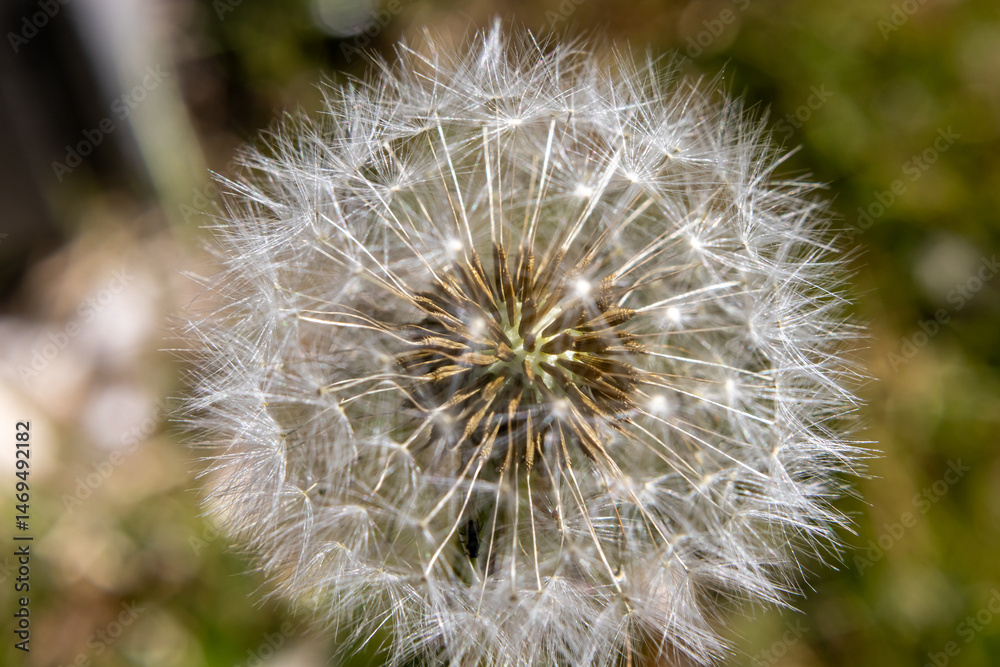 Fototapeta premium Dandelion seed head