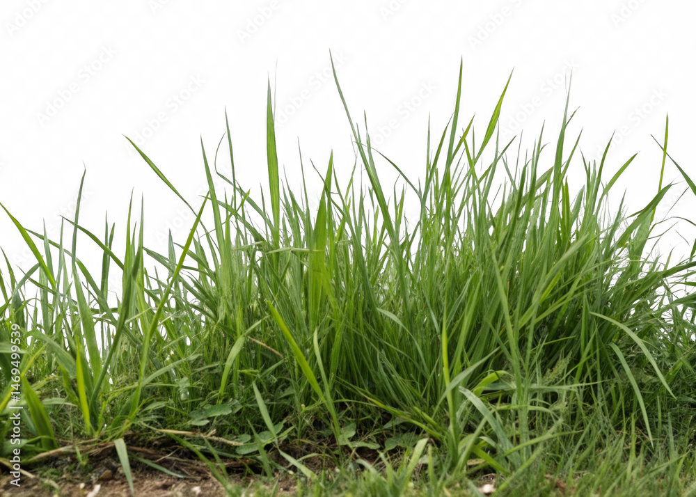 Obraz premium Grass patch isolated on a transparent background.