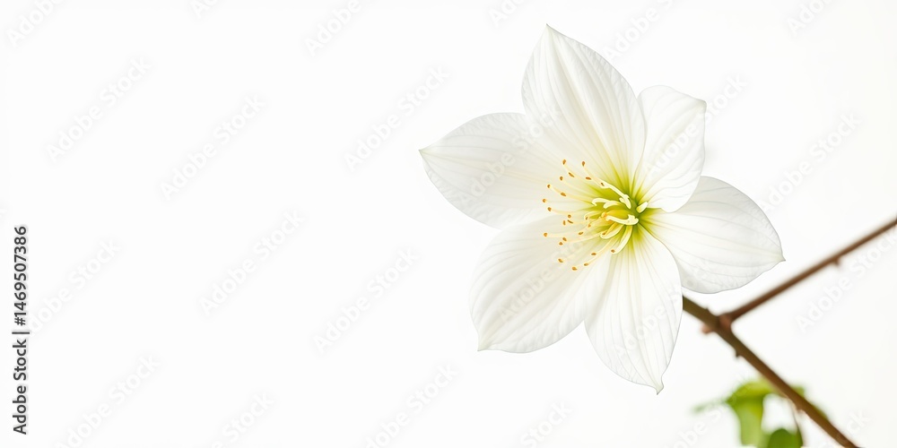 Elegant Stephanotis Flower on White Background