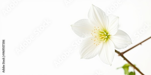 Obraz na płótnie Elegant Stephanotis Flower on White Background w salonie