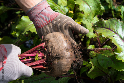 Beet harvest in the hands of a farmer, autumn harvest in the garden