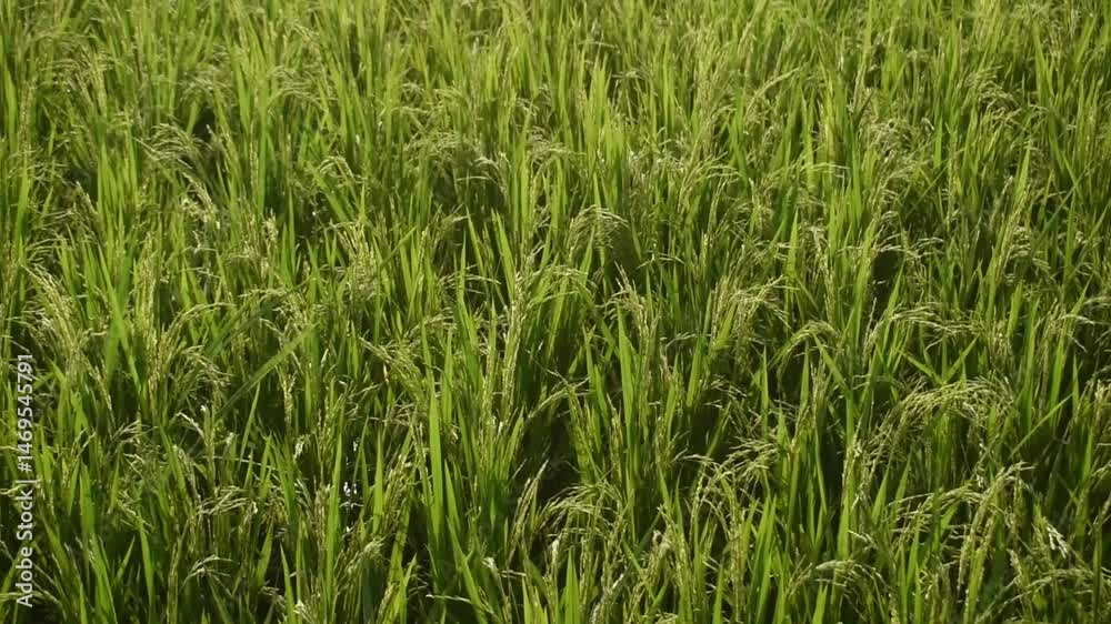 Panning shot of a green rice field with ripening grains under bright sunlight. Panning shot of a green rice field with ripening grains under bright sunlight.