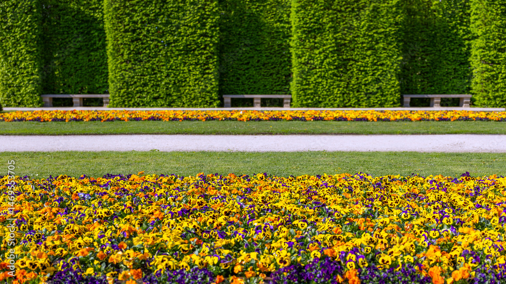 Obraz premium Empty park bench surrounded by blooming hedge and trees. Spring in the park
