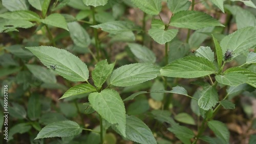 Wallpaper Mural Close-up of Jews mallow plant with bright green leaves in a garden environment. Torontodigital.ca