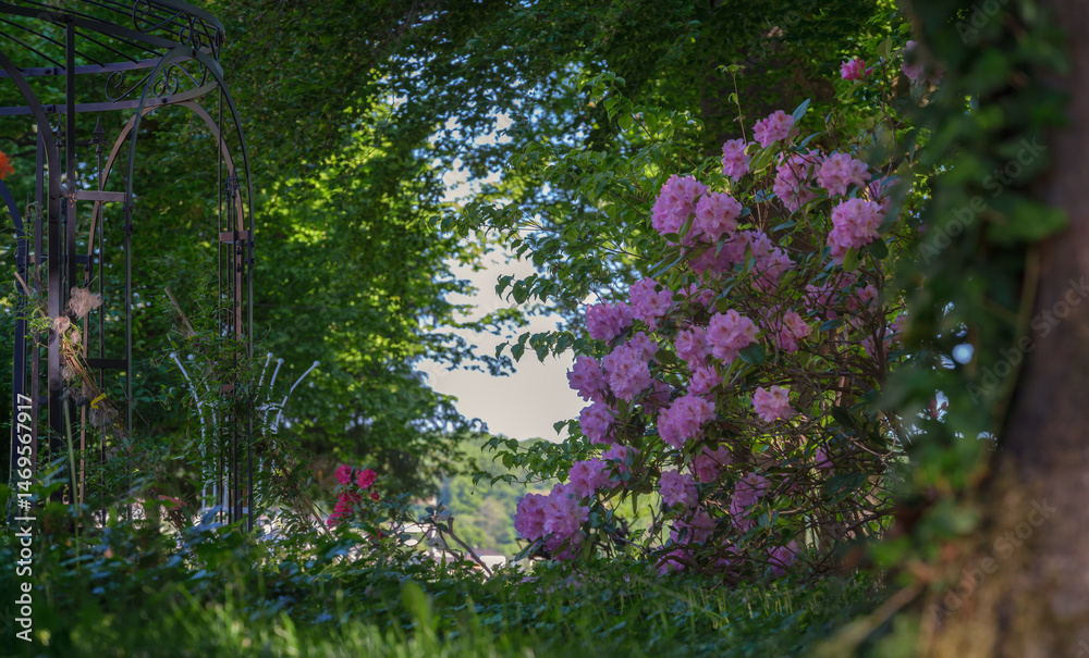 Obraz premium Im Park blühen große Rhododendron vor starken Bäumen