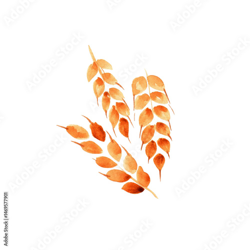 three ears of wheat on a white background