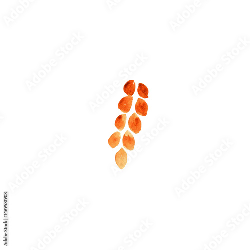 one spikelet of wheat, on a white background in watercolor