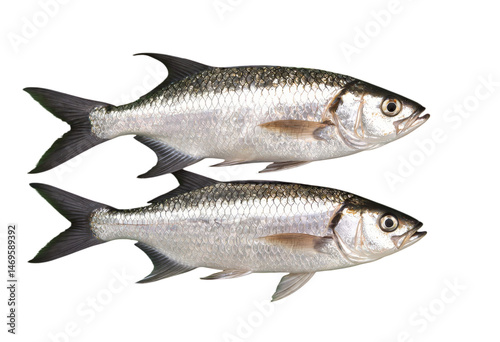 Silver Fish, Isolated Transparent Background, Minimalist Design Element