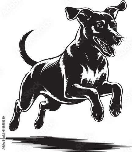 black and white bull