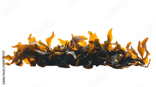Fresh Seaweed Isolated on Transparent Background for Organic and Seafood Concepts