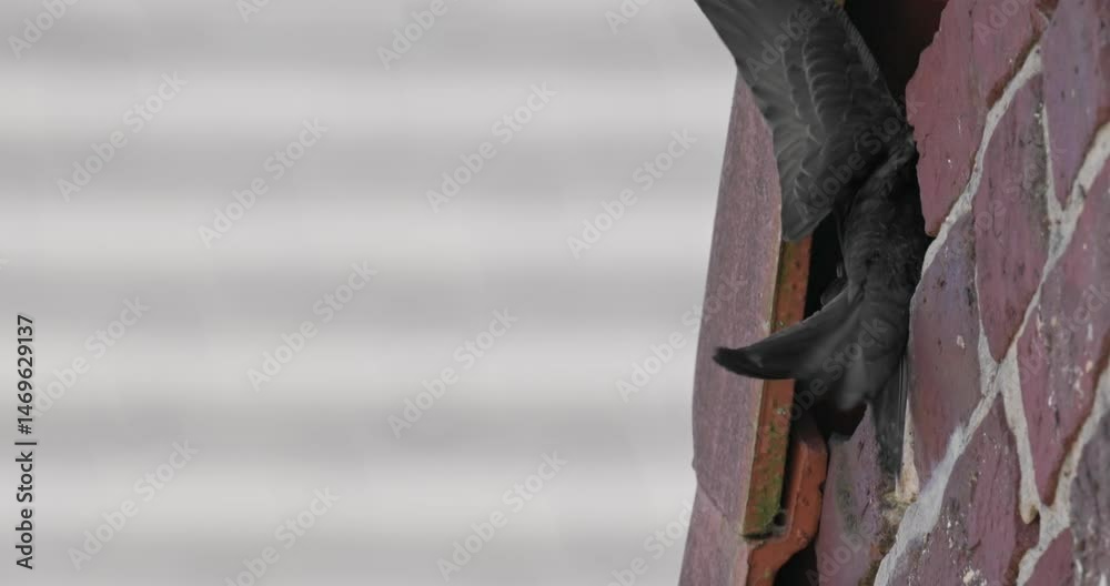 Common swift arriving and leaving in slow motion