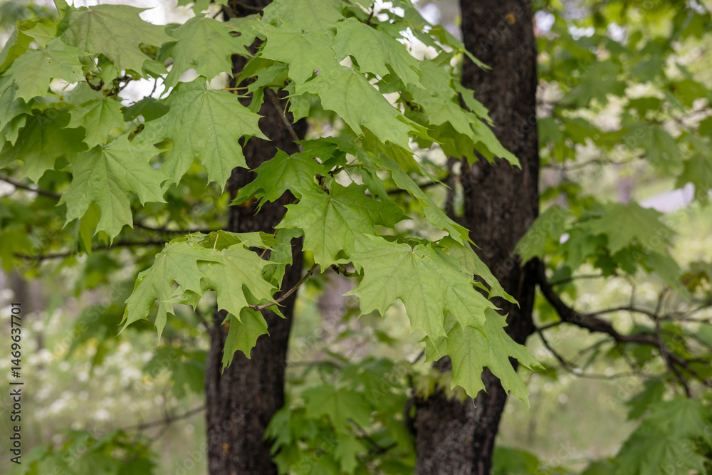 Obraz premium In spring, fresh leaves have blossomed on the maple tree, selective focus, beauty in nature