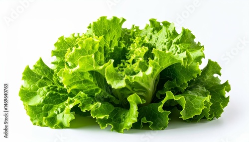 Fresh and Crisp Leafy Lettuce on a Pure White Background with Bright Studio Lighting for Food Photography