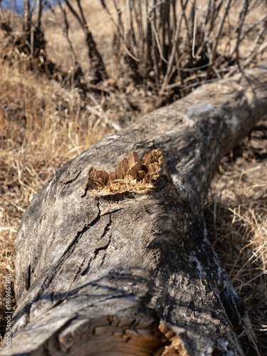 Old weathered log on the ground 