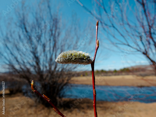 Bare Branches of Willow, sallows and osiers with Fluffy Buds	