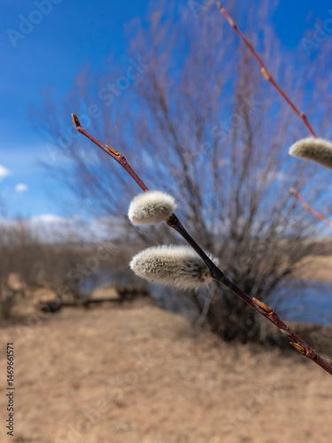 Bare Branches of Willow, sallows and osiers with Fluffy Buds	