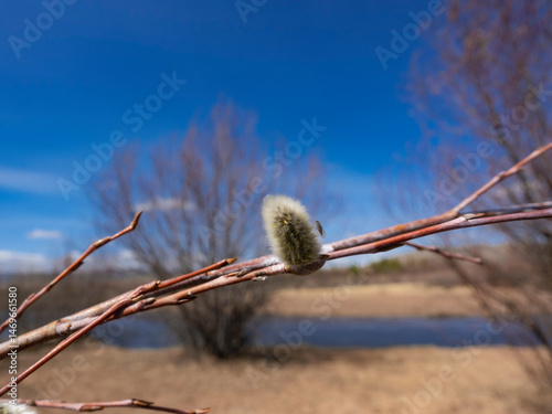 Bare Branches of Willow, sallows and osiers with Fluffy Buds	