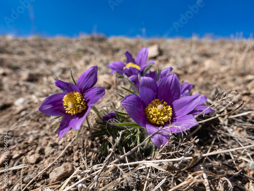 pasque flower, wind flower, prairie crocus, Easter flower, and meadow anemone