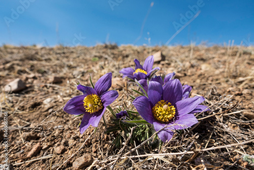 pasque flower, wind flower, prairie crocus, Easter flower, and meadow anemone