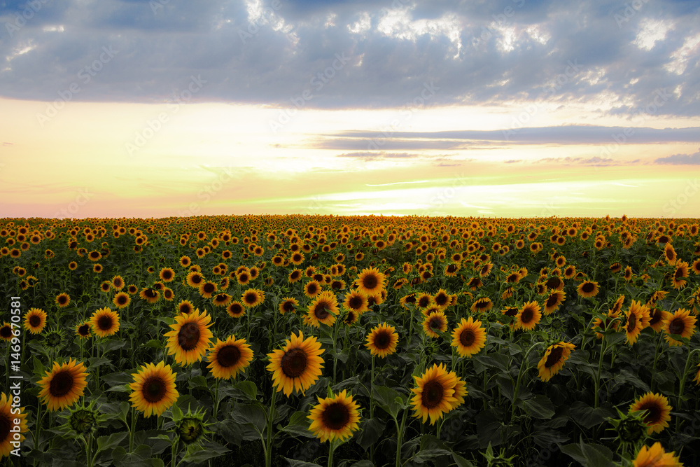 Fototapeta premium sunflower, field, flower, agriculture, nature, sky, yellow, summer, sun, landscape, plant, sunflowers, green, meadow, blue, rural, farm, bright, growth, crop, beautiful, beauty, color, flowers, sunset