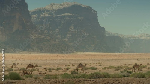 Dromedaries walking on Wadi Rum desert in Jordan