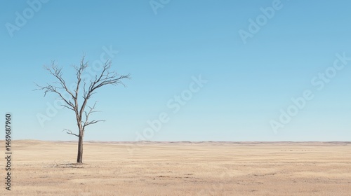 A lone tree stands in a vast, flat desert landscape under a clear blue sky.