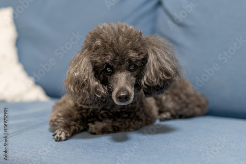 poodle and puppy